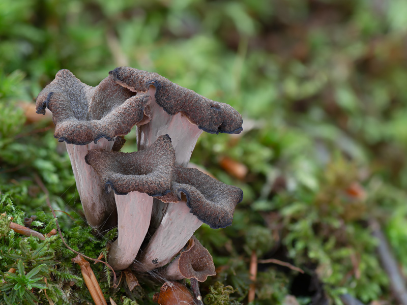 Craterellus cornucopioides